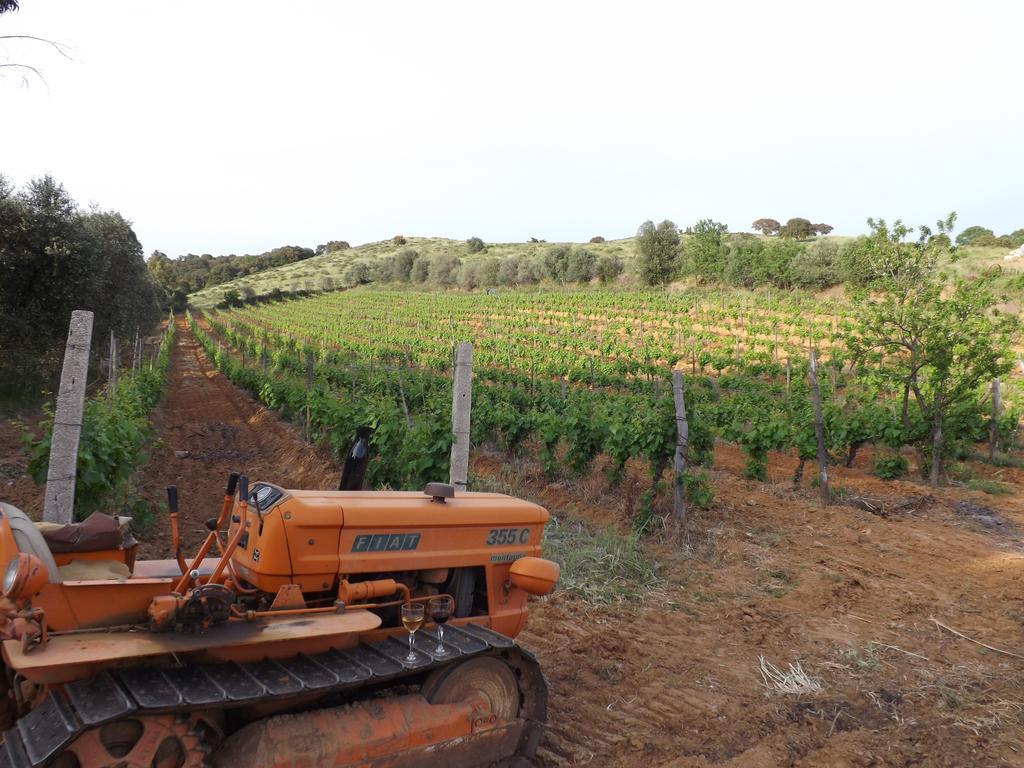 Agriturismo San Giorgino 格罗塞托 外观 照片